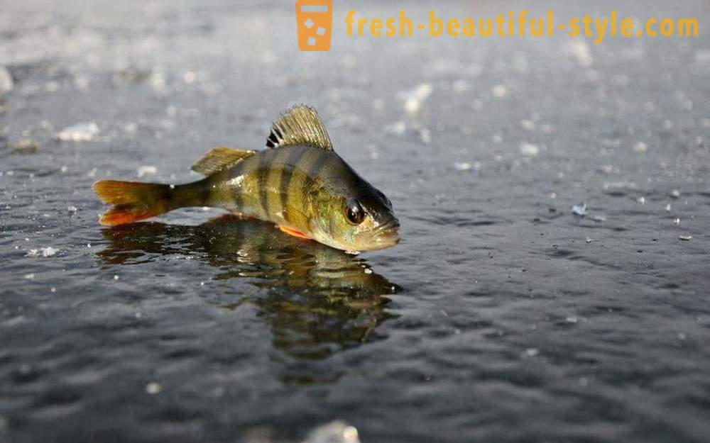 Fiske i reservoaren Vileika