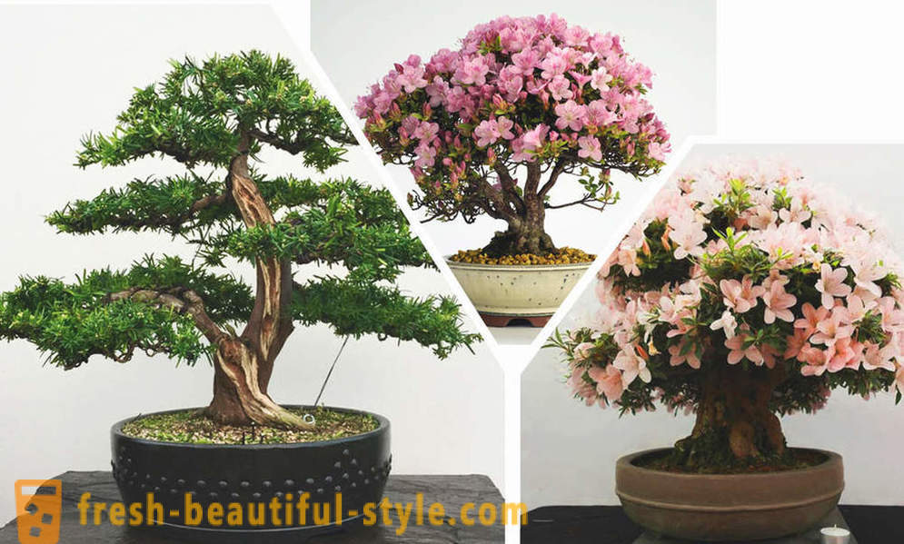 Förenkla se, bonsai: reglerna för den östra stil i det inre