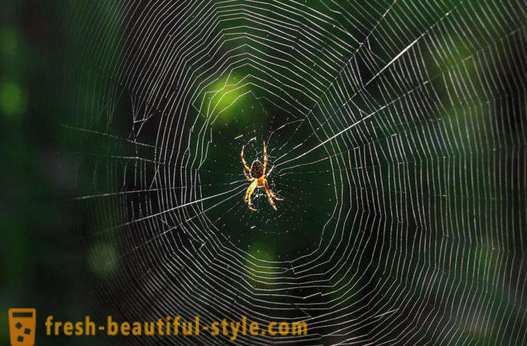 Varför inte förväxlas spindel i nätet?