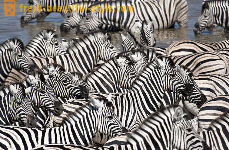 Vilken färg är en zebra och varför hon remsor