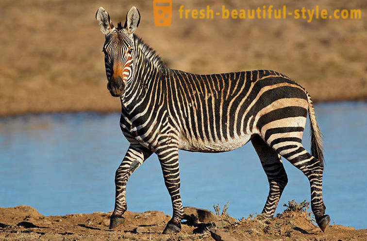 Vilken färg är en zebra och varför hon remsor