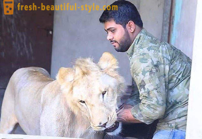 Två bröder från Pakistan kom ett lejon som heter Simba