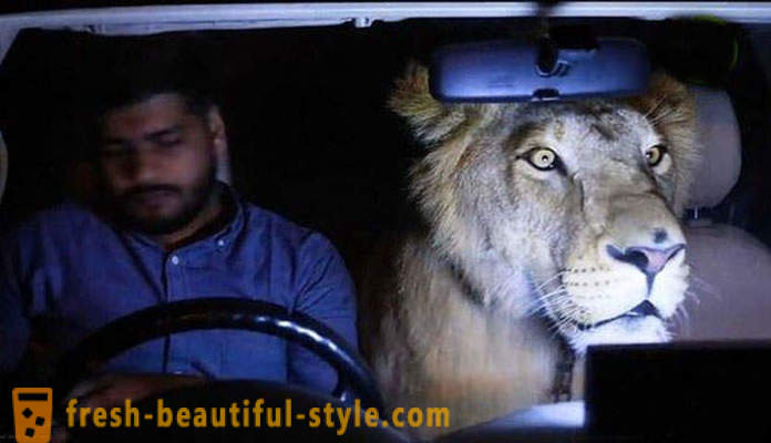 Två bröder från Pakistan kom ett lejon som heter Simba