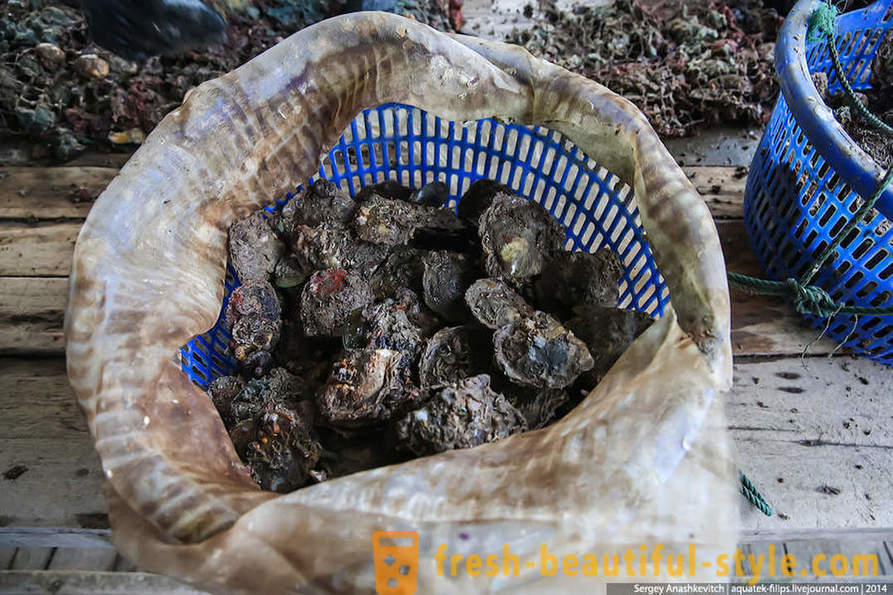 Liksom i Vietnam extrakt pärlor