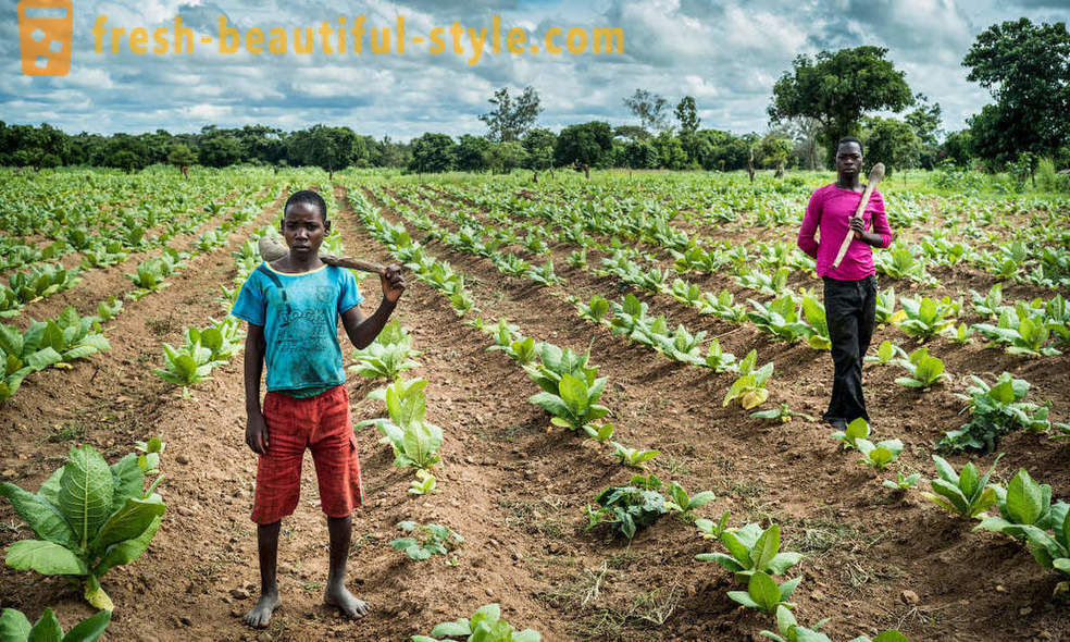 Malawisk tobaksodling