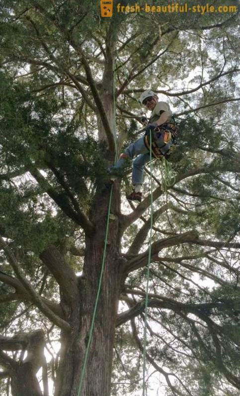 Amerikanska pensionärer, klättra i träd, räddar katter