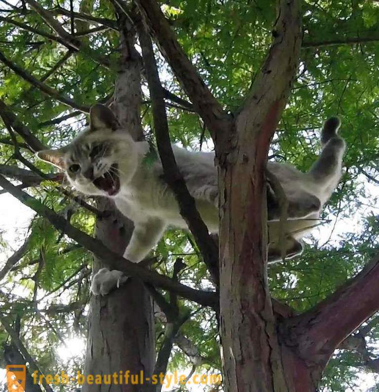 Amerikanska pensionärer, klättra i träd, räddar katter