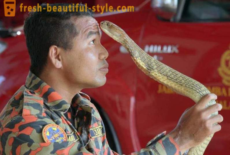 Den berömda djurtämjare av Cobras dog av bettet