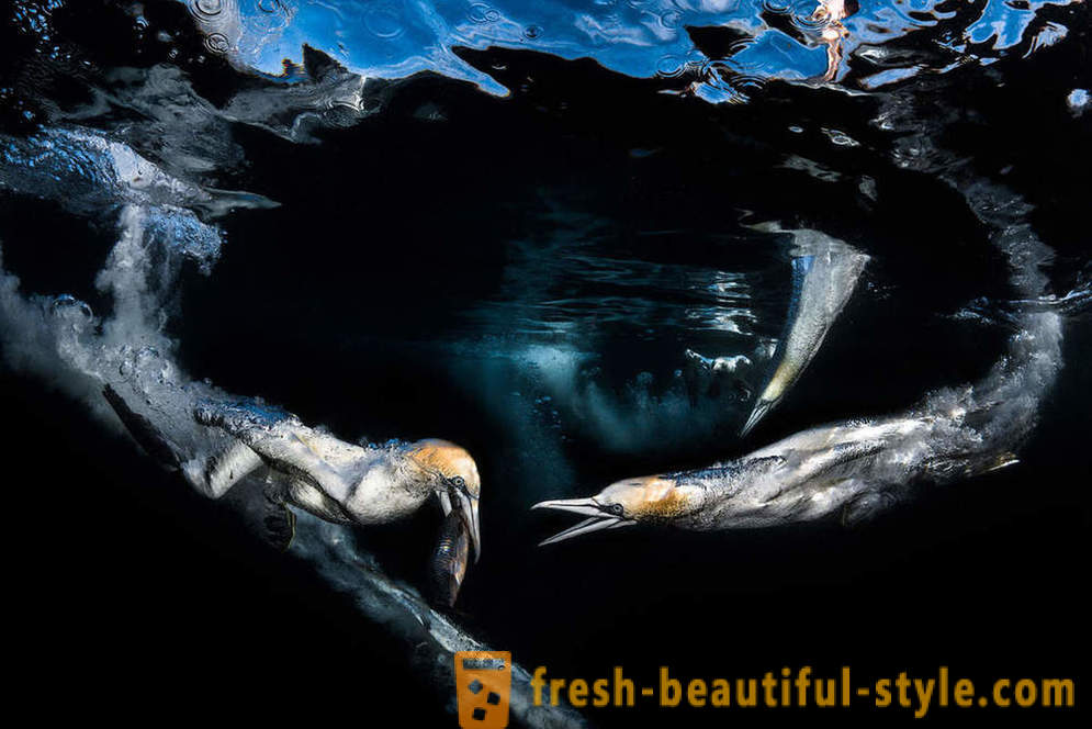 Incredible bilder av undervattensfotografering vinnare tävling