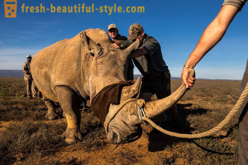 Fotorassledovanie: Jakten på noshörningshorn