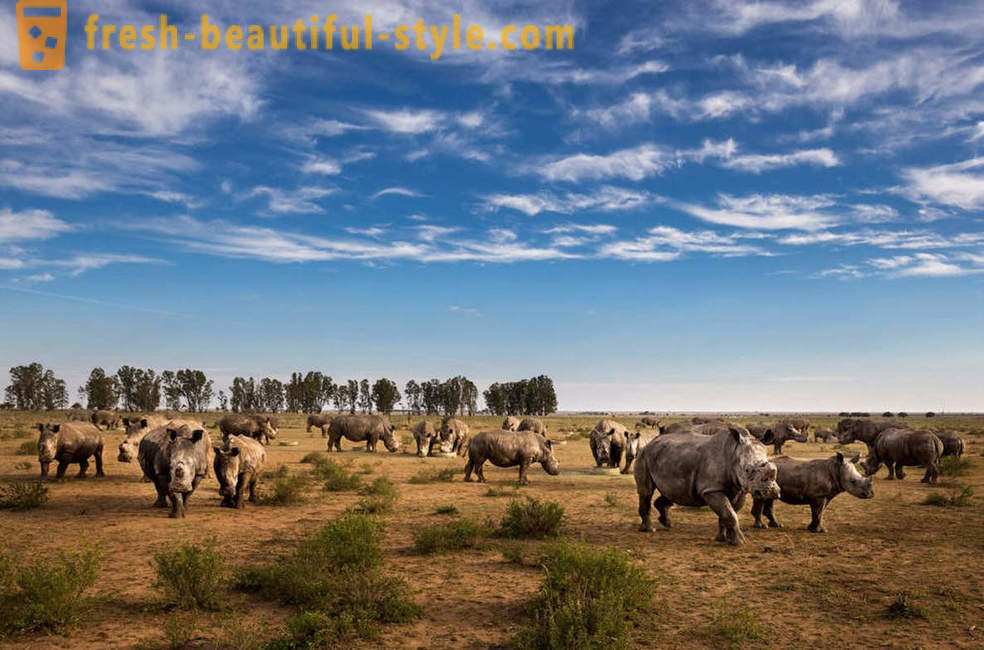 Fotorassledovanie: Jakten på noshörningshorn