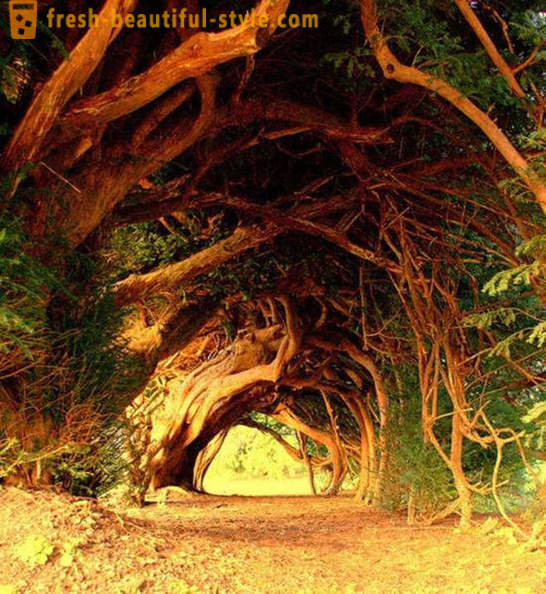 Mest intressanta tunnlar av träd