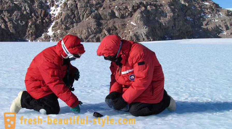 Vad är så chockerande, fann forskarna i Antarktis