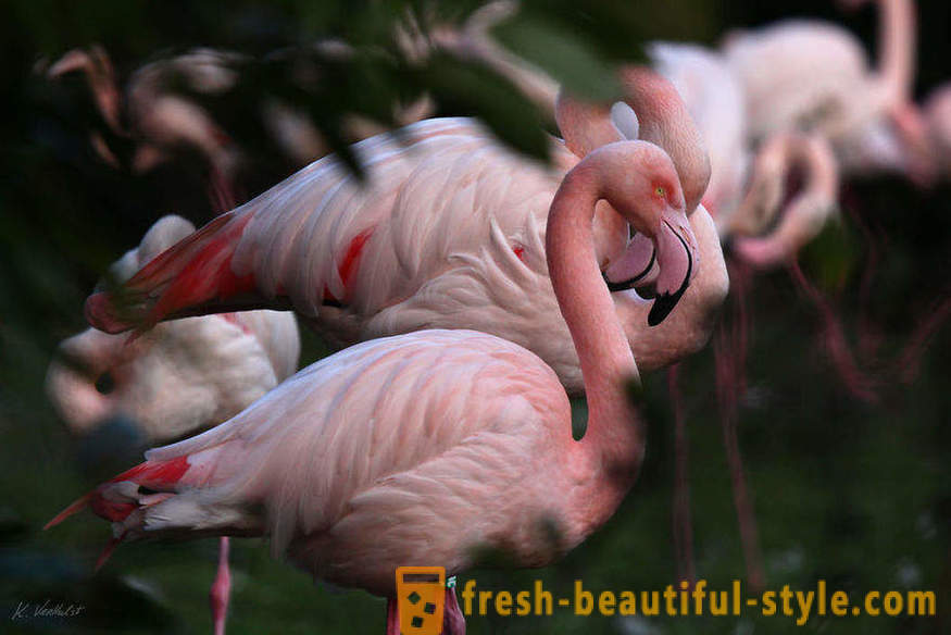 Flamingo - några av de äldsta arter av fåglar