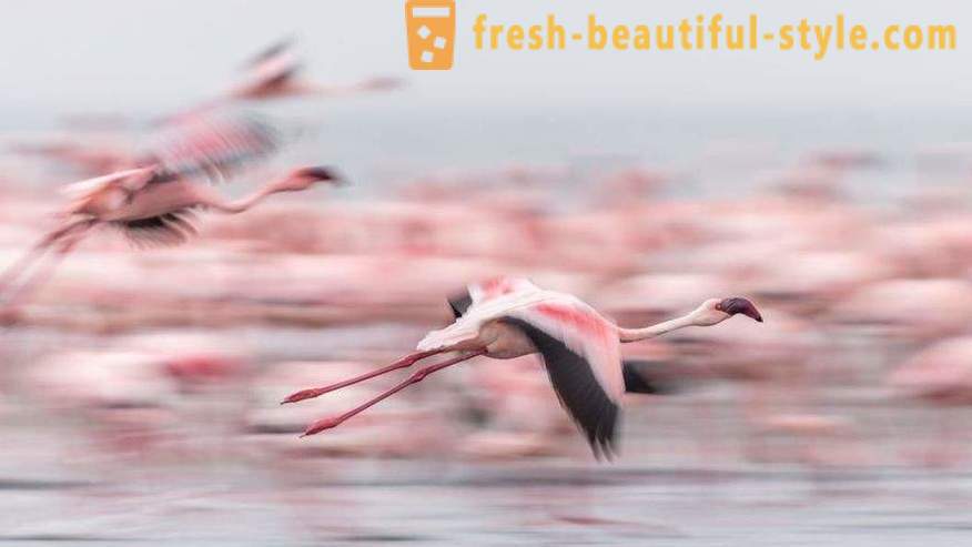 Flamingo - några av de äldsta arter av fåglar