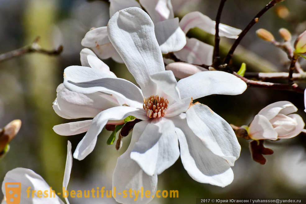 Vackra blommande magnolia Krim