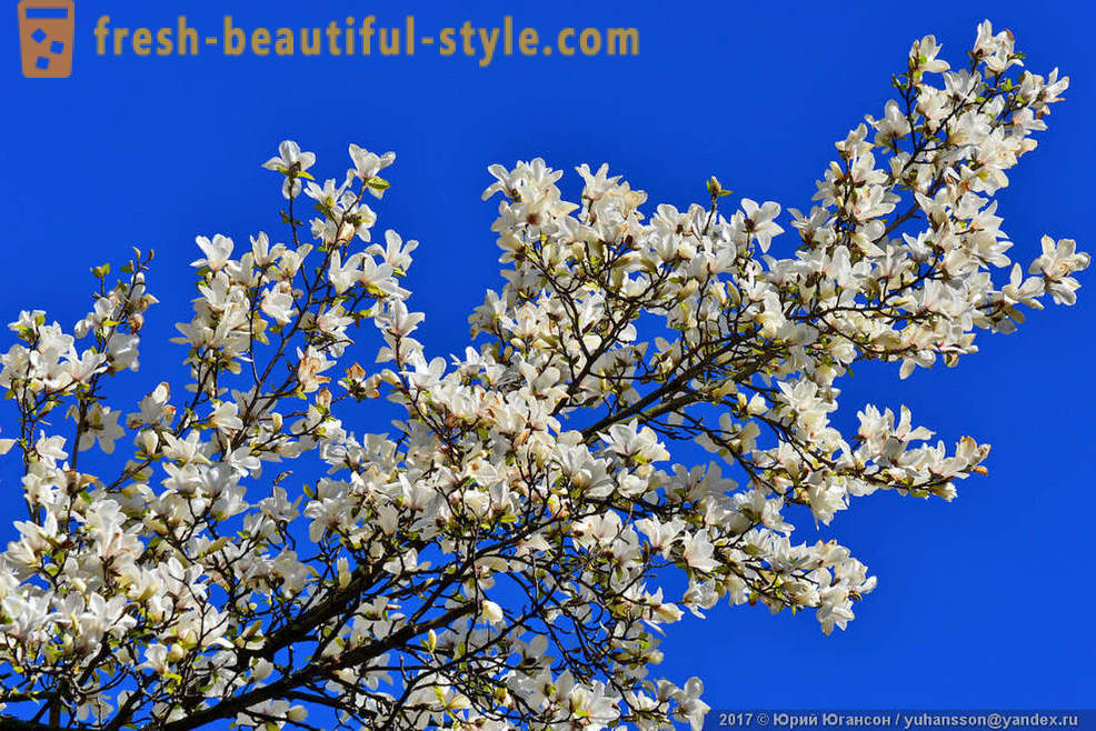 Vackra blommande magnolia Krim