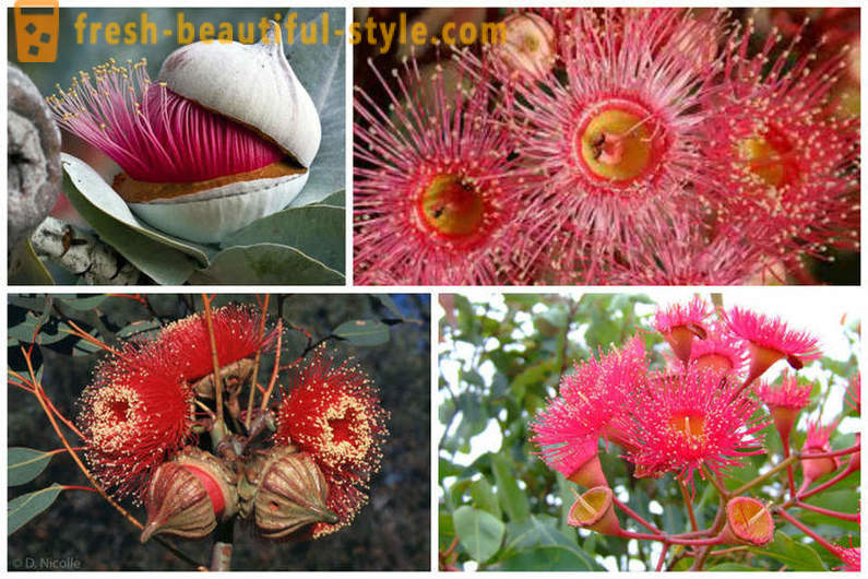 Blommande eukalyptus och andra naturliga underverk