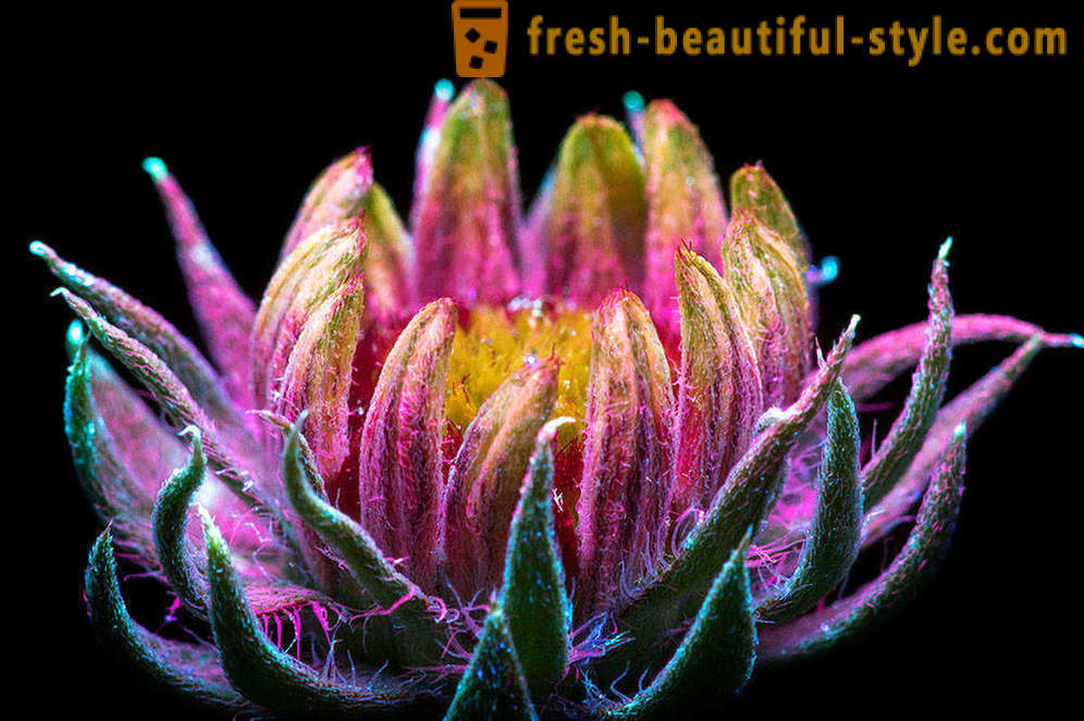Bländande fotografier av blommor, upplysta med ultraviolett ljus