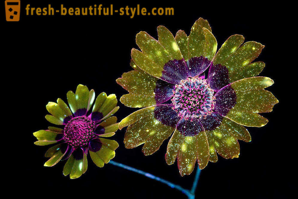 Bländande fotografier av blommor, upplysta med ultraviolett ljus