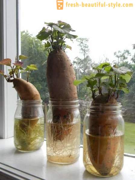 15 vegetabiliska grödor som kan odlas på en fönsterbräda hemma