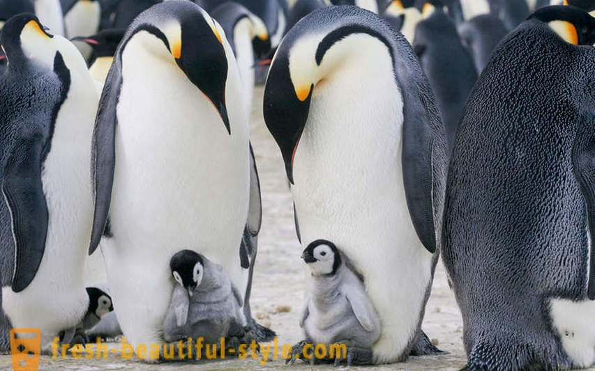 Som manliga Kejsarpingviner ta hand om sin avkomma