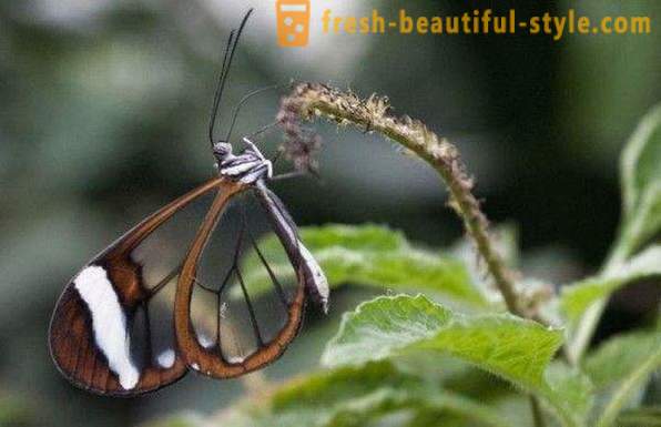 Otroligt fjäril glasvingar