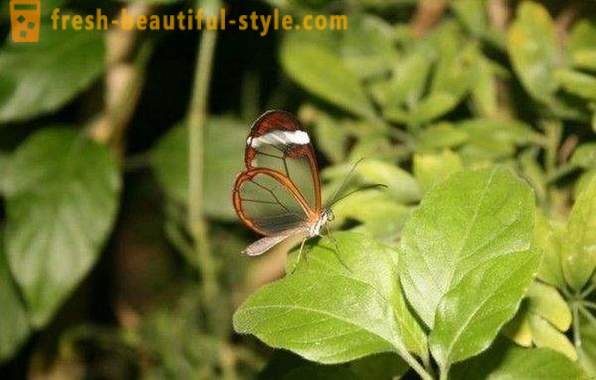 Otroligt fjäril glasvingar