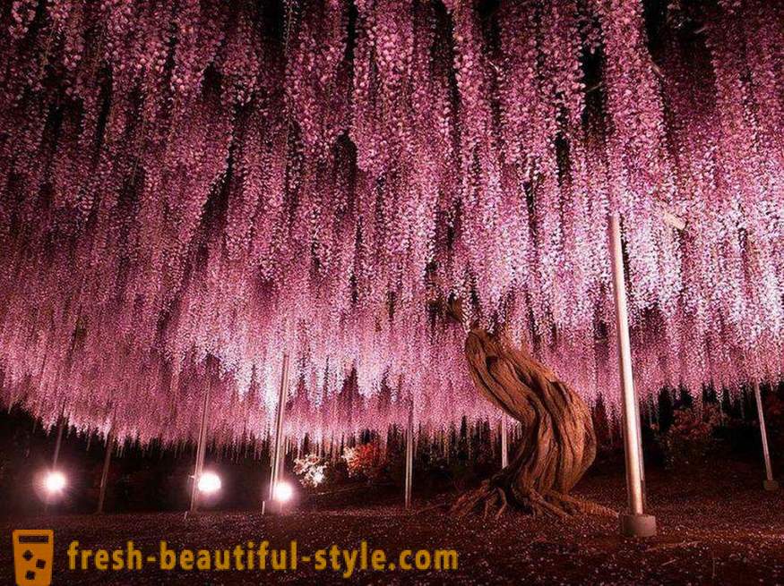 Ljusa och ovanliga träd från hela världen