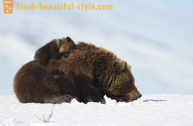 Eller kanske inte är unikt för den ryska filmen om björnen familjen?