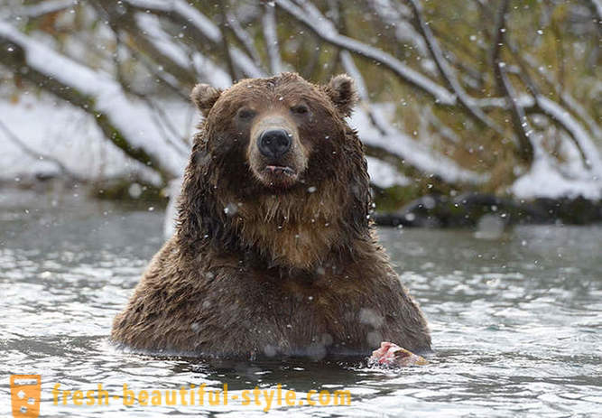 Eller kanske inte är unikt för den ryska filmen om björnen familjen?
