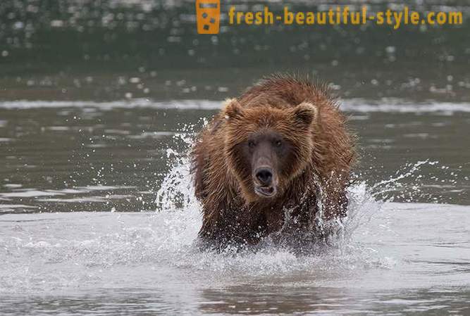 Primordial Kamchatka: Mark björnar