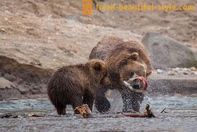 Primordial Kamchatka: Mark björnar