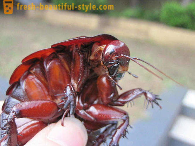 10 av de mest fruktansvärda planet skalbaggar