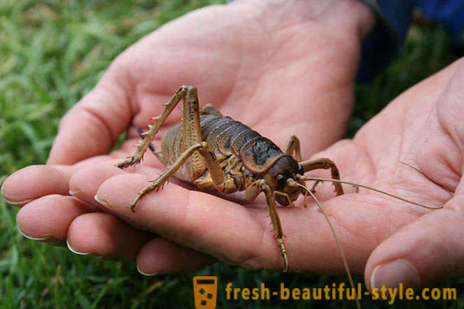 10 av de mest fruktansvärda planet skalbaggar