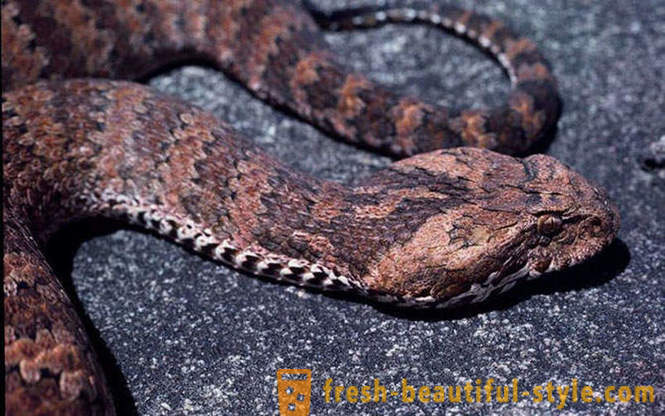 De farligaste ormarna i världen