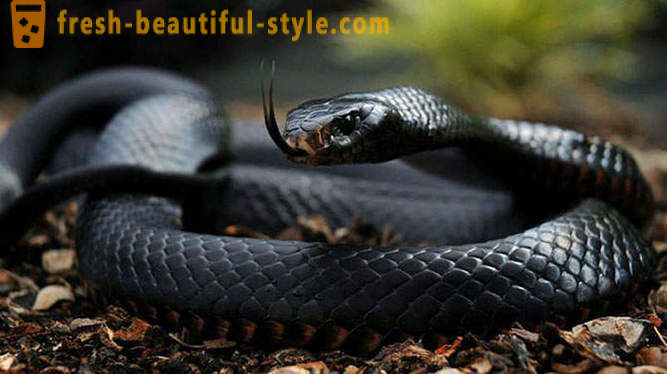 De farligaste ormarna i världen