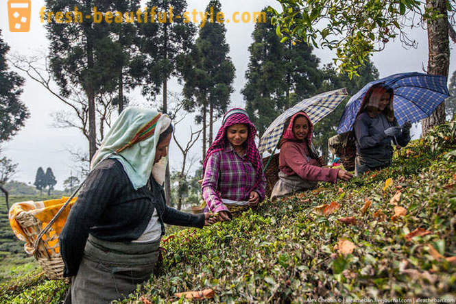 Hur man samlar årets första te skörd