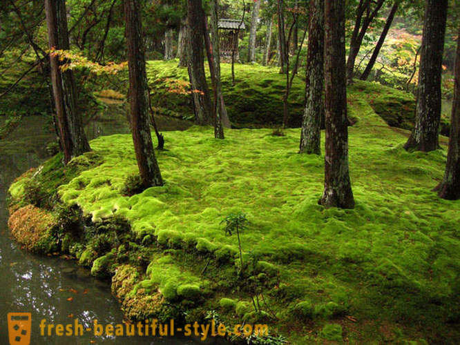 Moss trädgård i Japan