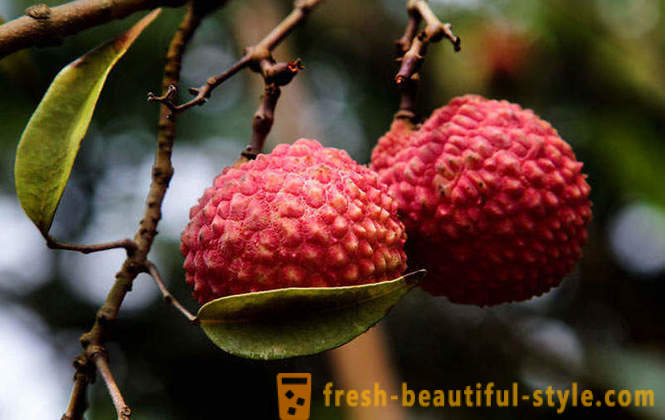 Guide till exotiska frukter