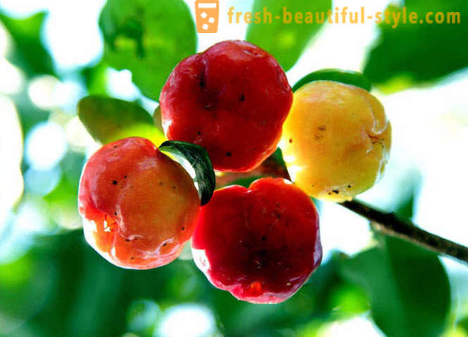 Guide till exotiska frukter