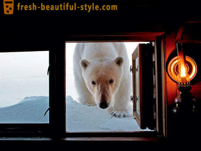 Bästa bilderna från 2012 National Geographic