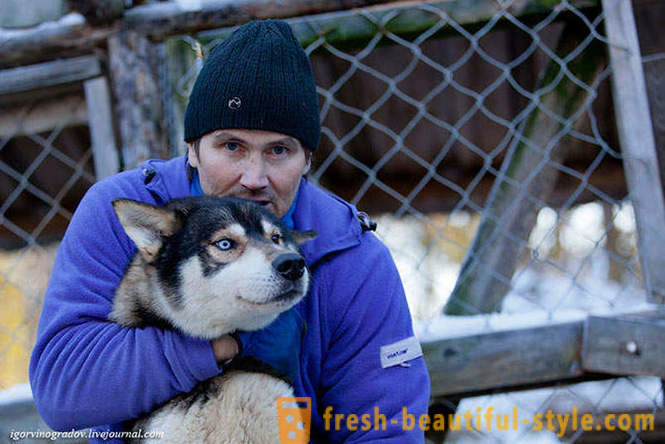 På jakt efter Santa Claus i ren Siberian husky