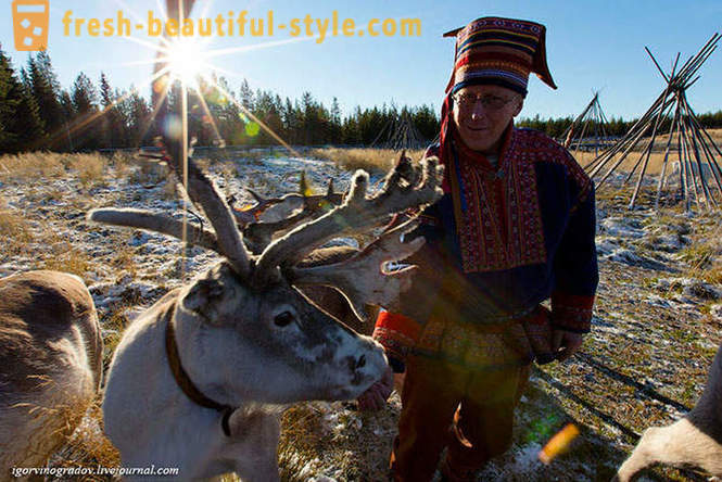 På jakt efter Santa Claus i ren Siberian husky