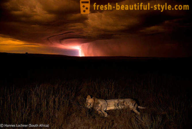 Vinnarna i tävlingen djurlivfoto 2012