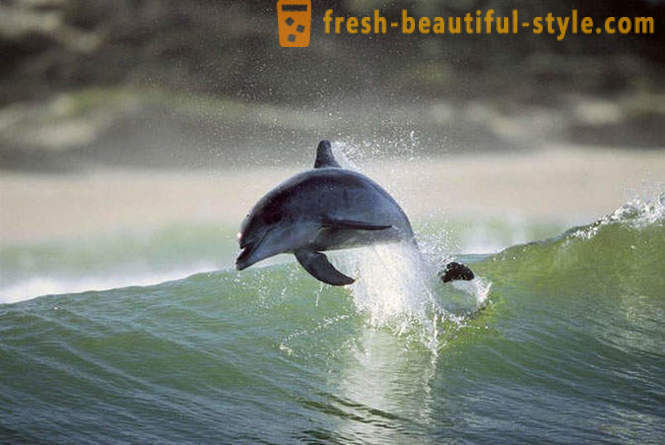 Delfin spel
