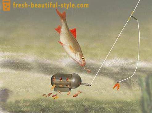 Roach - fisk av karp familjen. Beskrivningen och foto. Hur fånga mört?