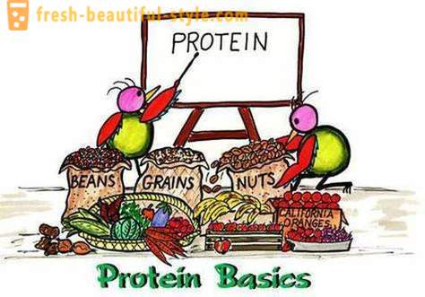 Vad är proteiner? Vem och hur man tar protein