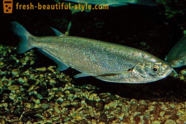 Där den vanliga fisken sabrefish? Hur man laga fisk sabrefish?