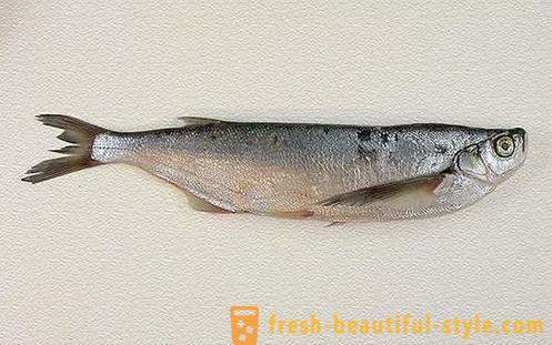 Där den vanliga fisken sabrefish? Hur man laga fisk sabrefish?